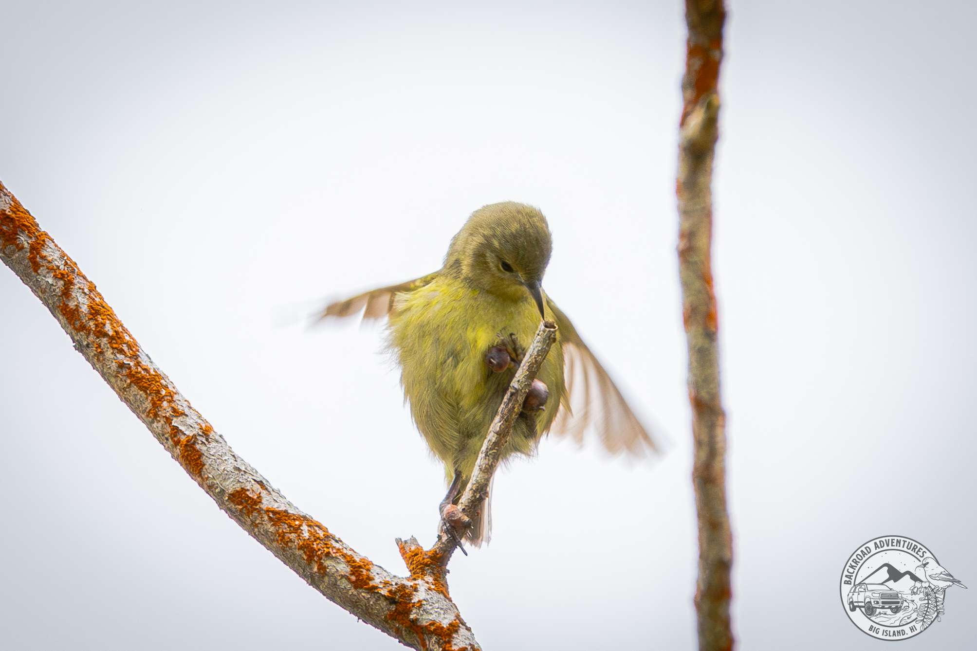 An Amakihi balances on the end of a branch on a Big Island birding tour.