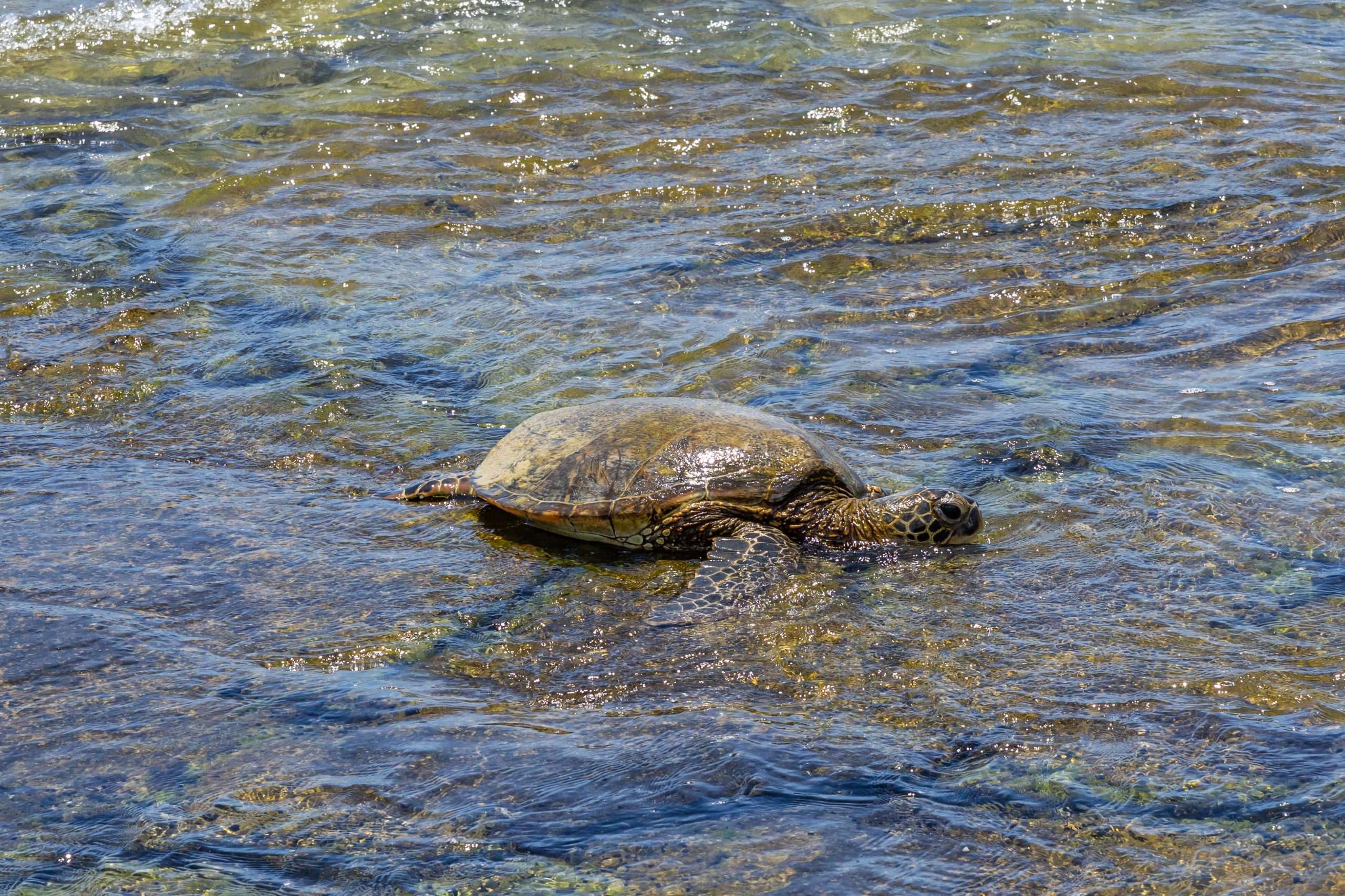 Big Island Family Activities: Top 3 Experiences