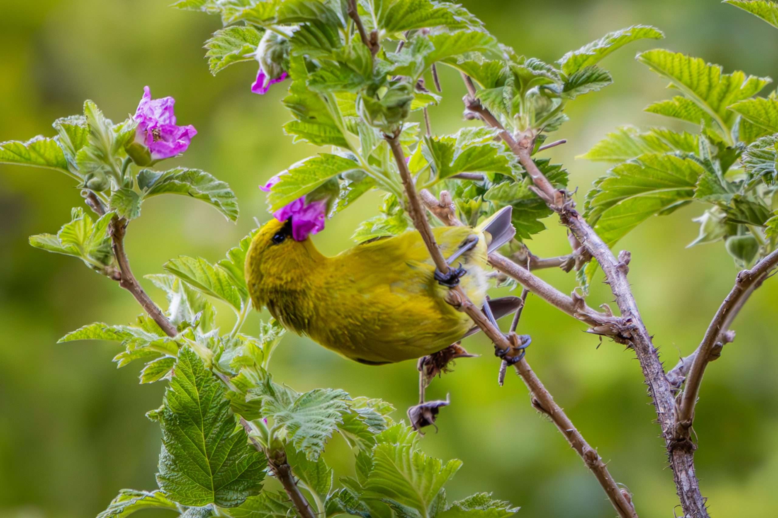 An Amakihi drinks nectar from an Akala blossom on a birdwatching tour Big Island.