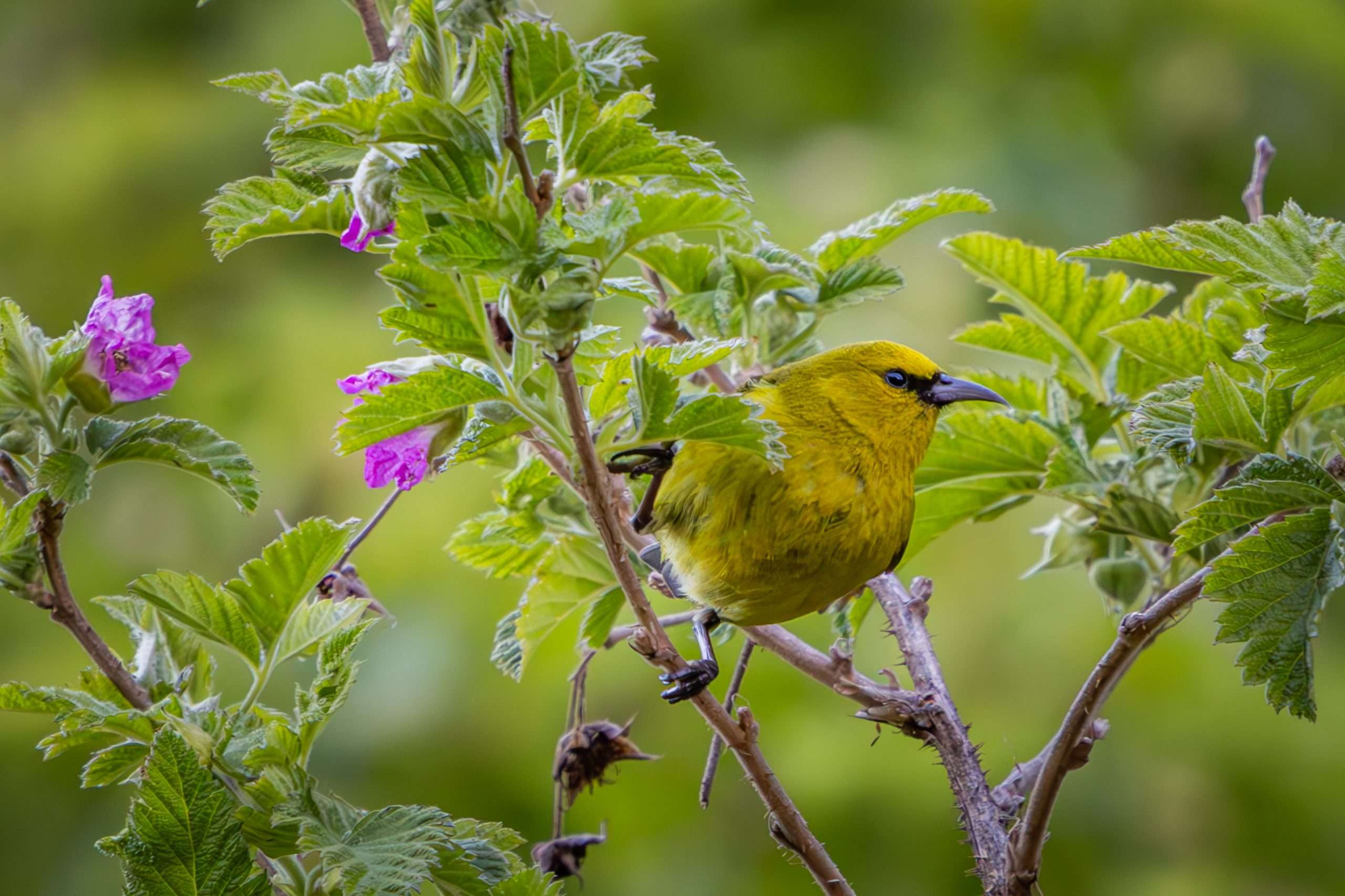 An Amakihi posing during a Big Island birding tour. 