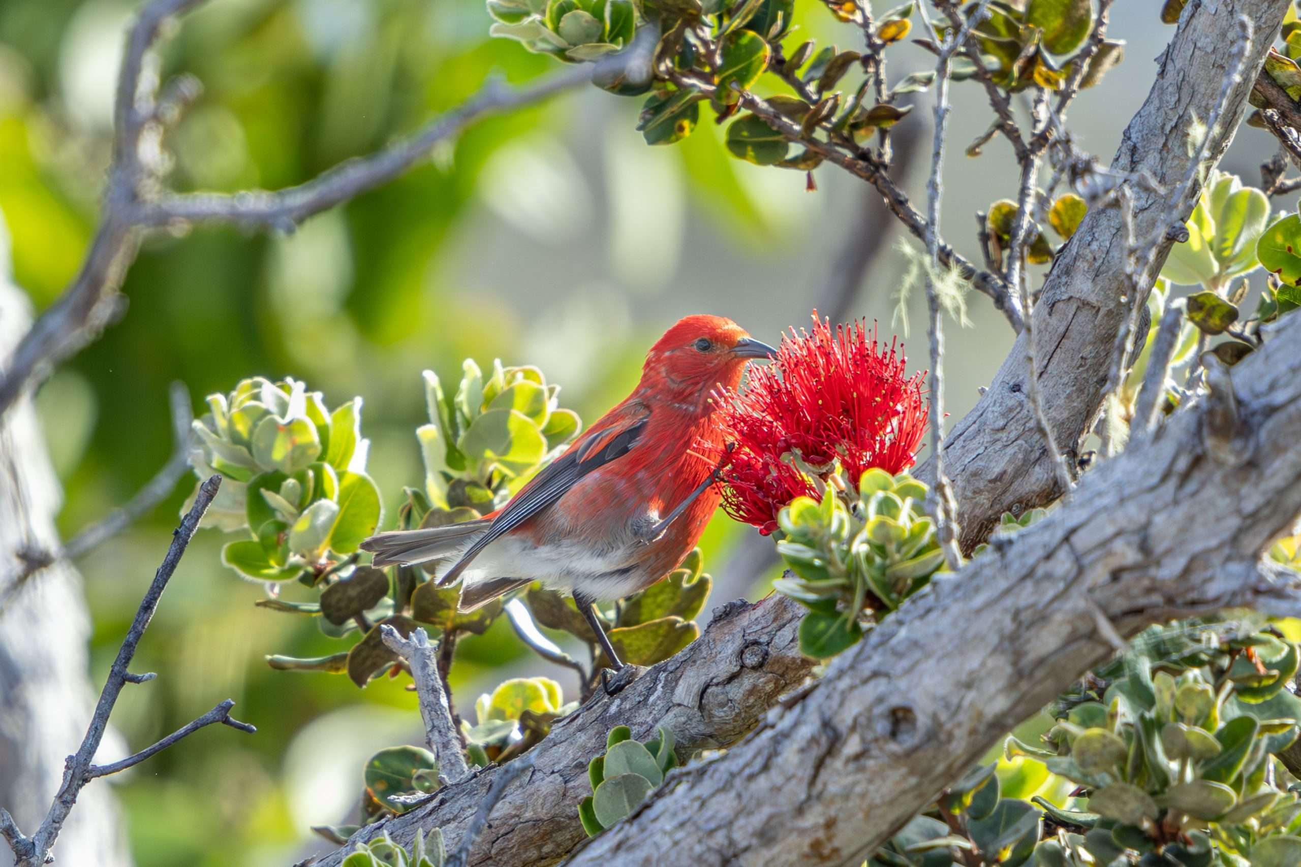 An Apapane feeding on an Ohia blossom on a private Big Island birdwatching tour.