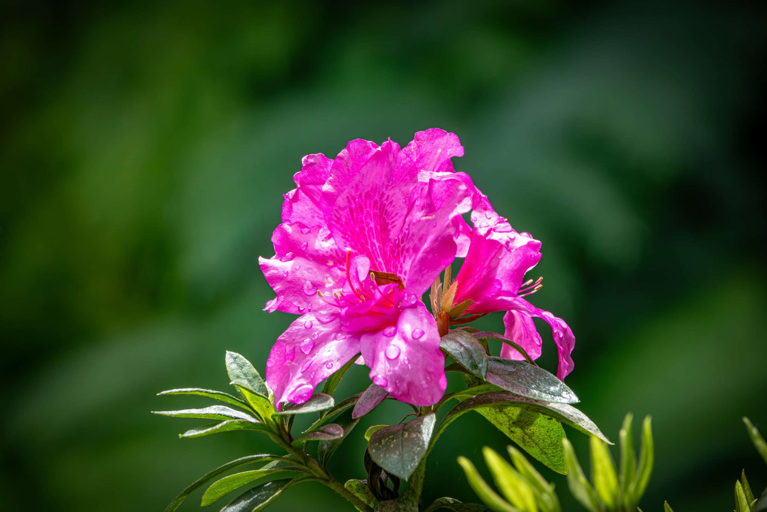 Azalea growing around a Akaka Falls State Park.