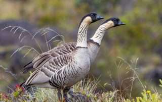 A Quick Guide to the Birds of Hawaiʻi Volcanoes National Park