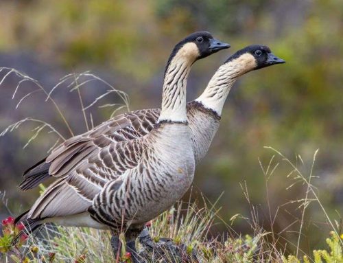 A Quick Guide to the Birds of Hawaiʻi Volcanoes National Park