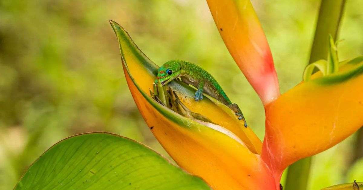 Wildlife You Might See on Your Trip to Hawaii 