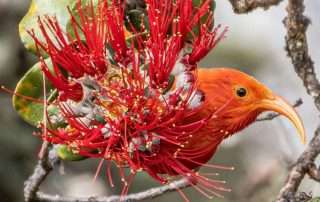 Wildlife You Might See on Your Trip to Hawaii