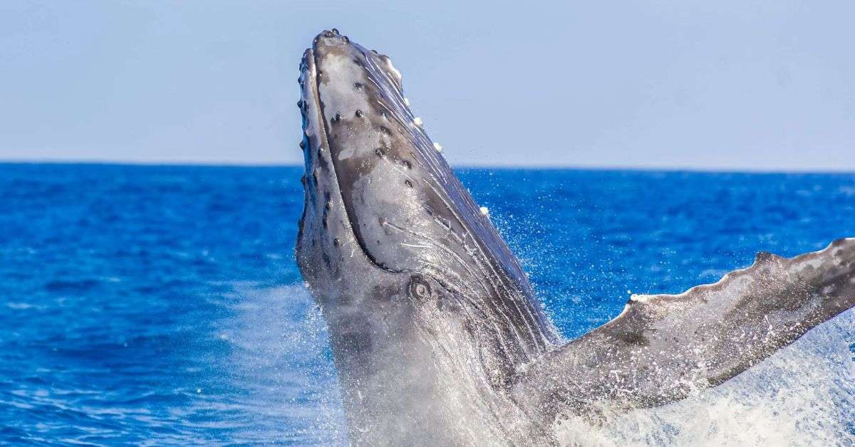 Wildlife You Might See on Your Trip to Hawaii 