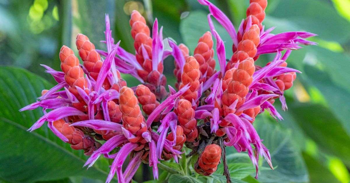 10 Unique Things That You'll Only See in Hawaii