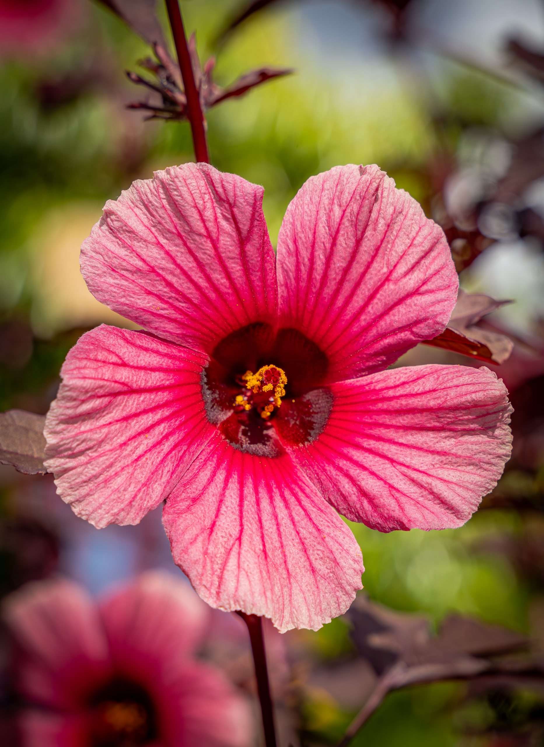 Edible Cranberry hibiscus blossom.