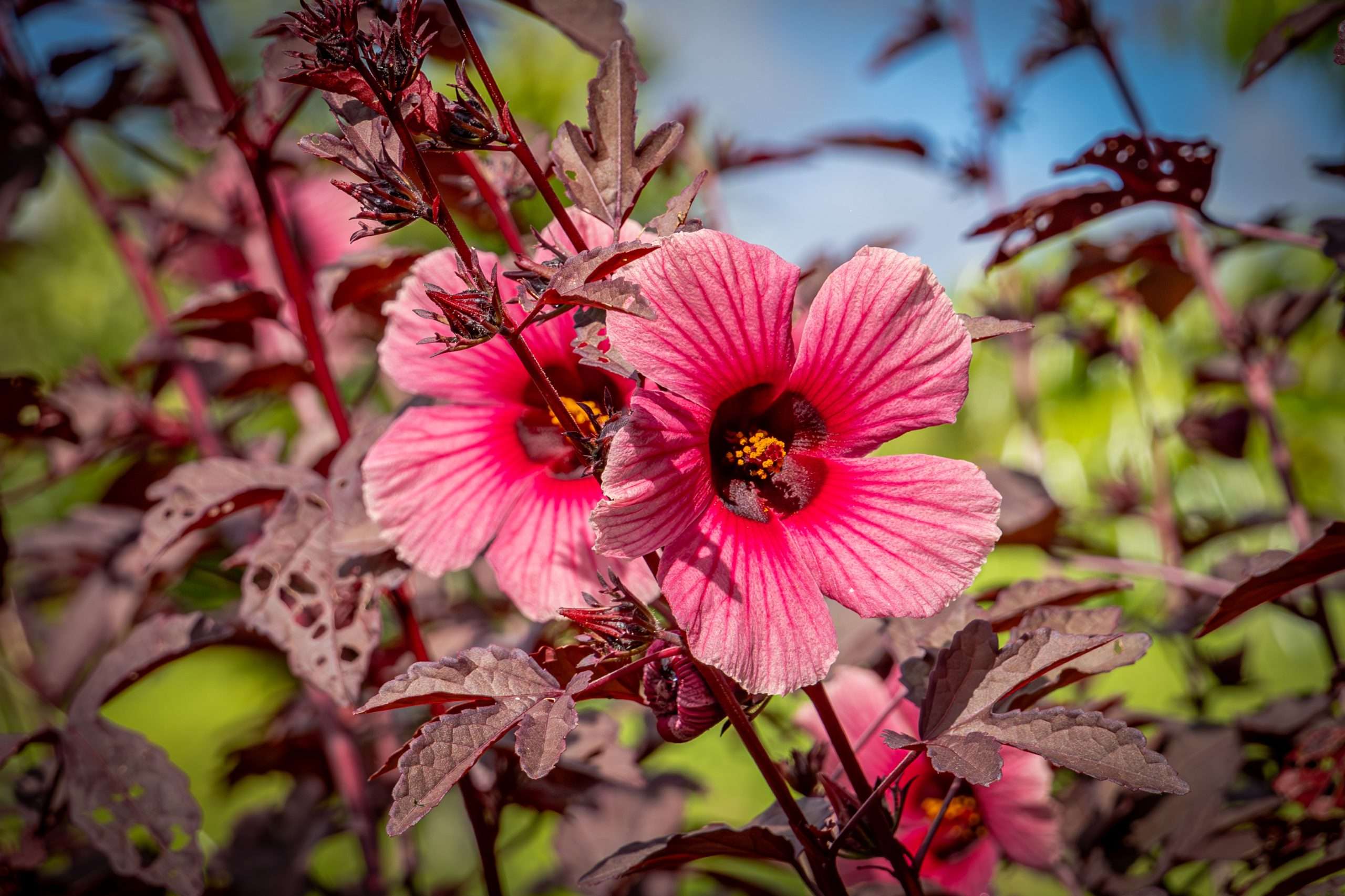 Edible Cranberry Hibiscus flower.