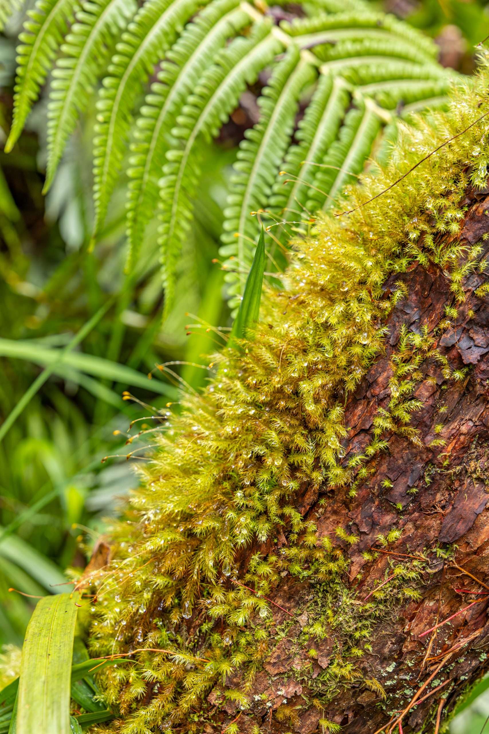 Hawaii's main decomposer are lichens and mosses. Here lichen grows on a native tree fern.