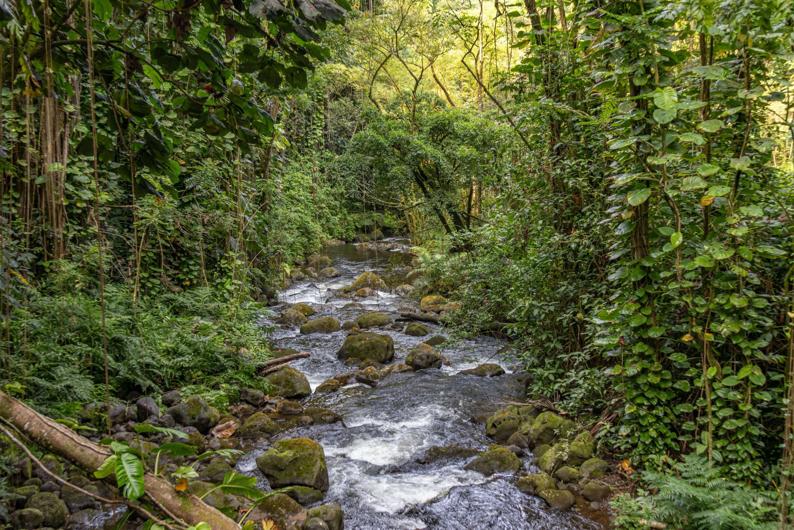 Big Island waterfall tours may visit lesser known locations that visitors may miss.