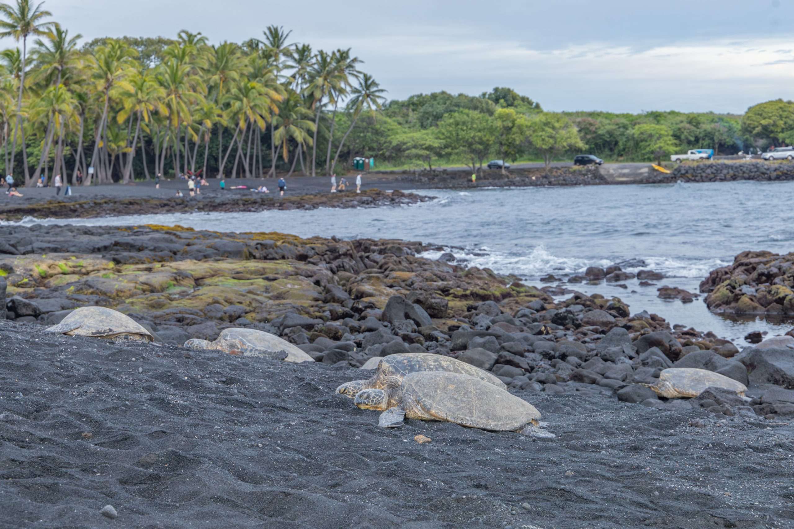 Honu, or green sea turtles, resting on a black sand beach in Hawaii.
