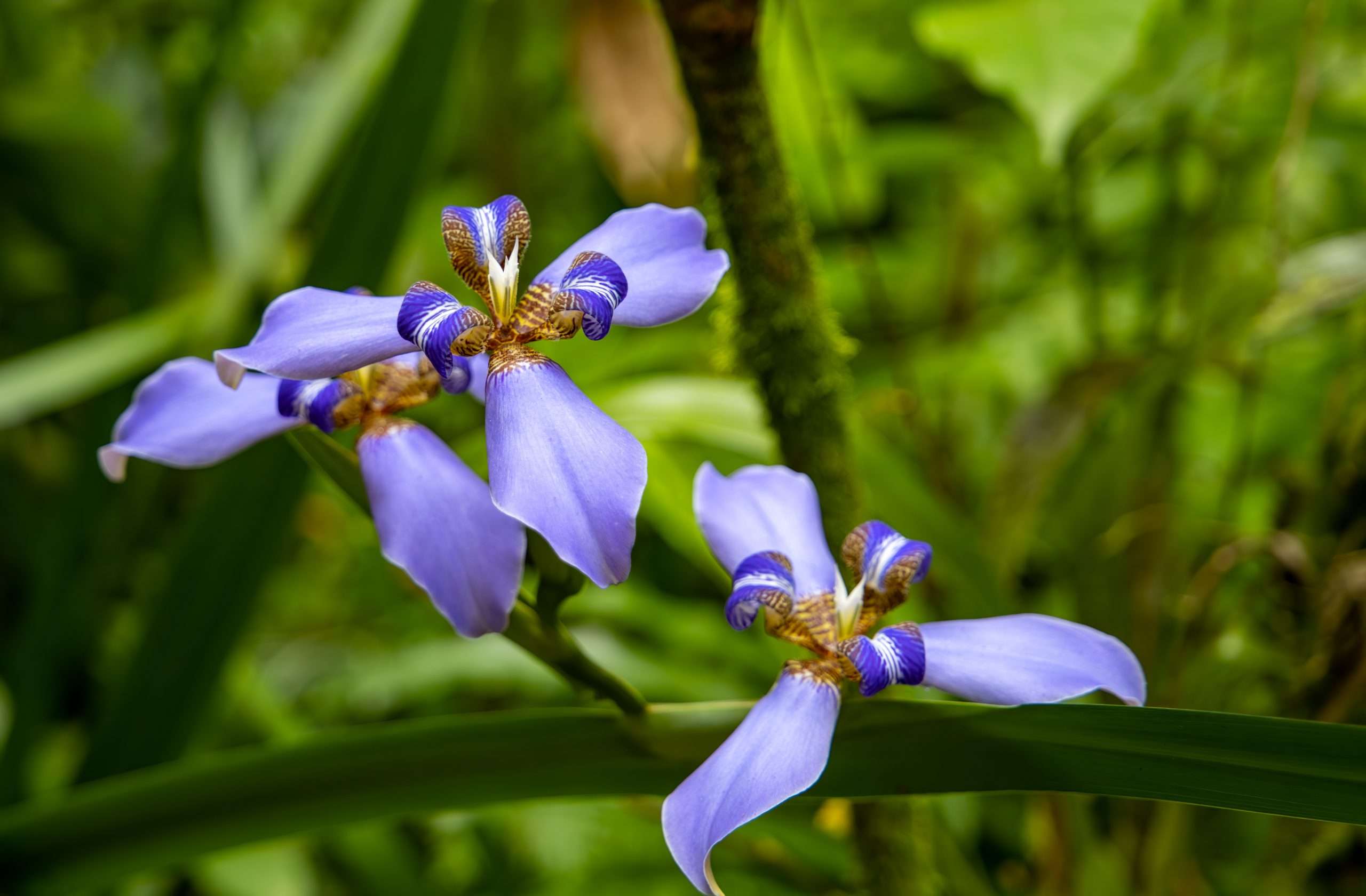 Iris found along the Hilo coast botanical gardens.