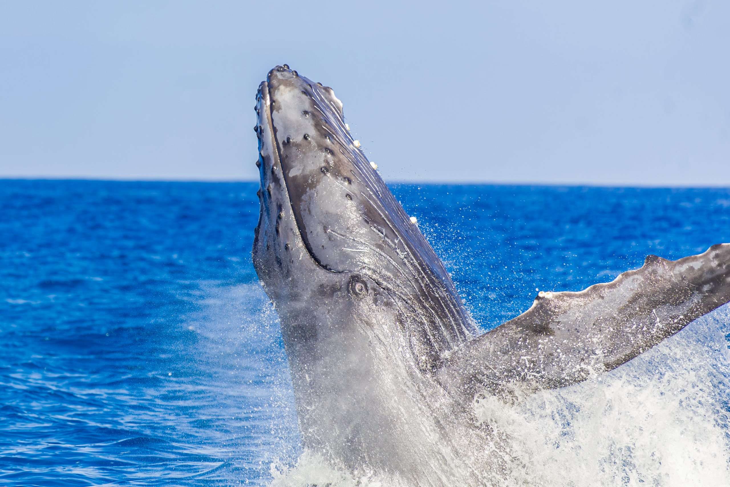 Whale watching tours, things to do Kona.