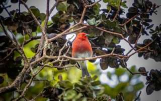 The Apapane, a Hawaiian honeycreeper that is endemic to Hawaii.