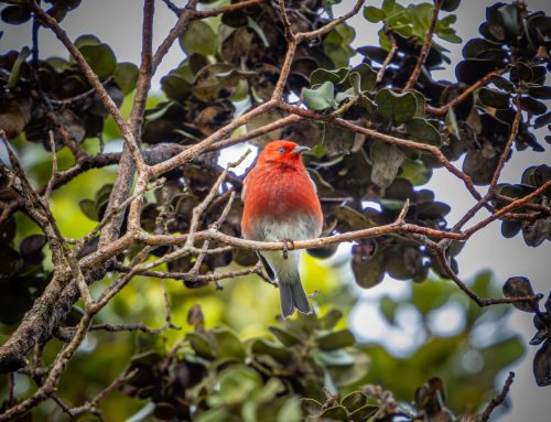 Birdwatching Apapane: Discover Hawaii’s Gems