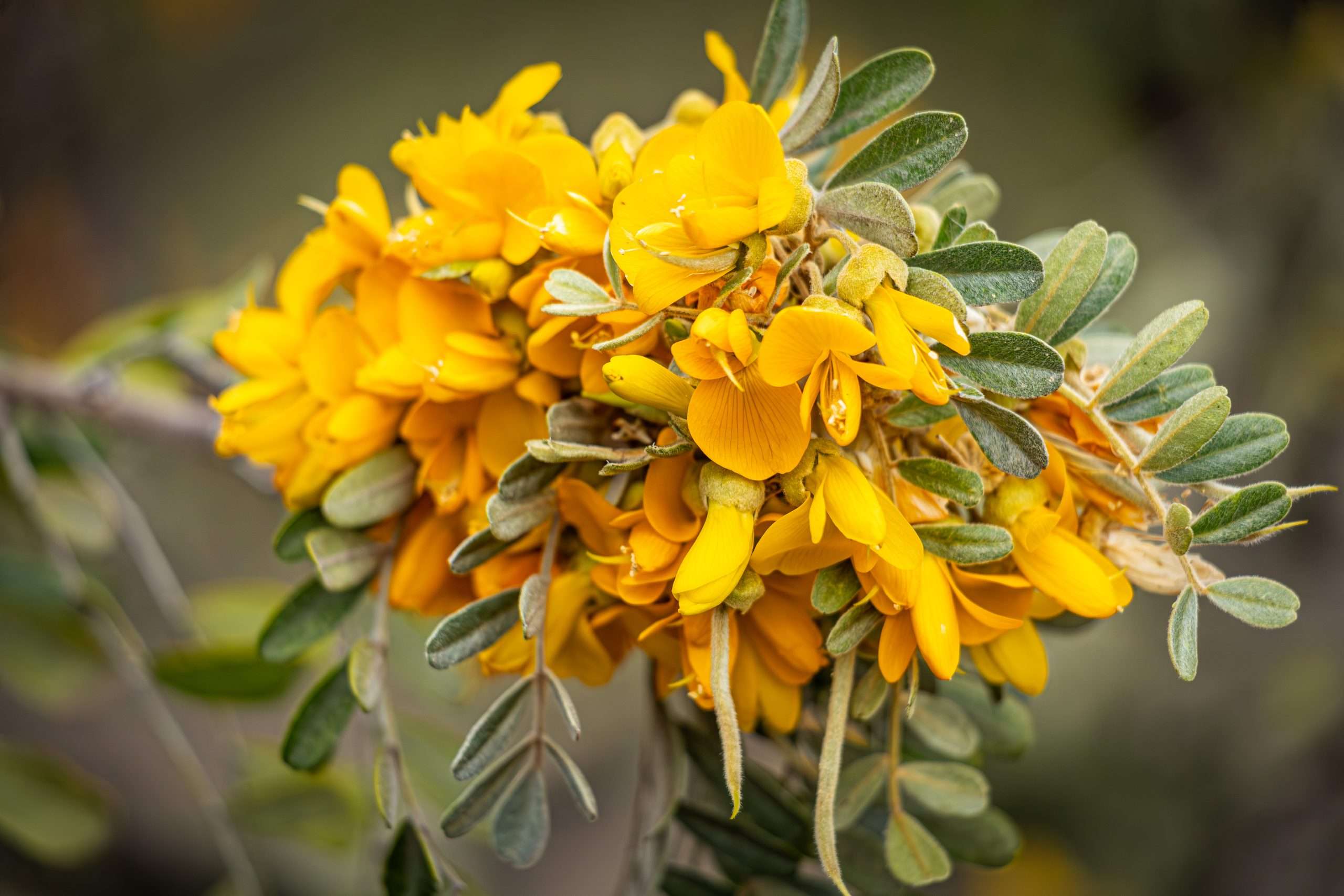 Mamame is an endemic plant found only in Hawaii. It is the most common tree on the slopes of Mauna Kea.