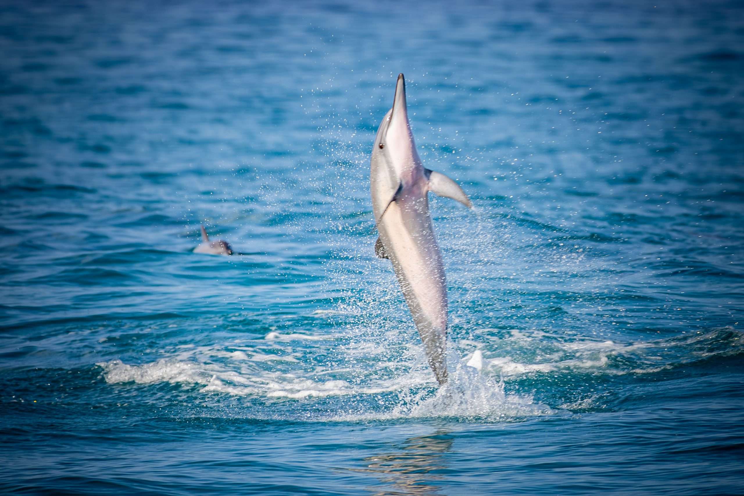 Dolphin viewing on things to do Big Island.