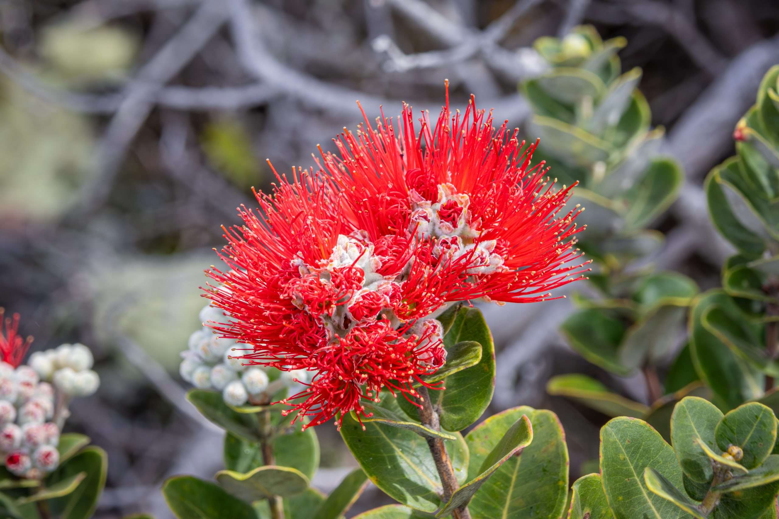 Blossom of the Ohia Lehua tree. Ohia is the most common native tree in Hawaii.