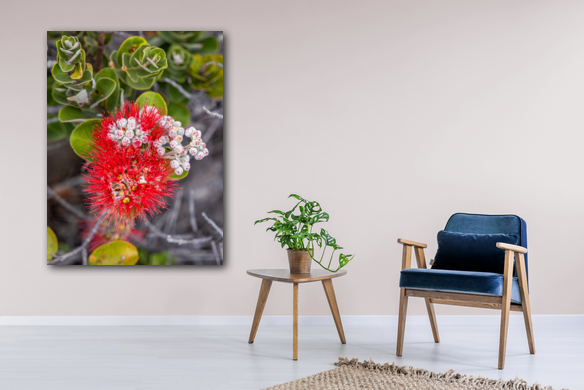 Ohia blossom on display in an office seating area.