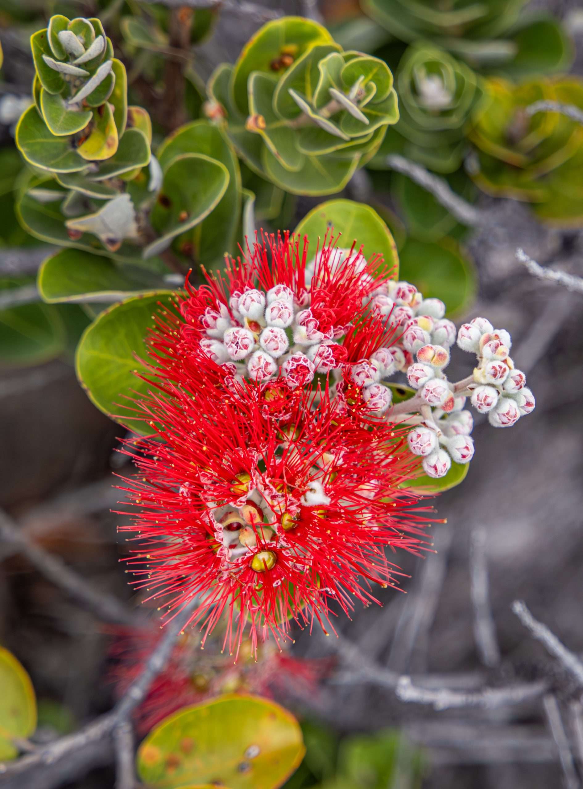 Ohia Lehua blossom in Hawaii Volcanoes National Park.