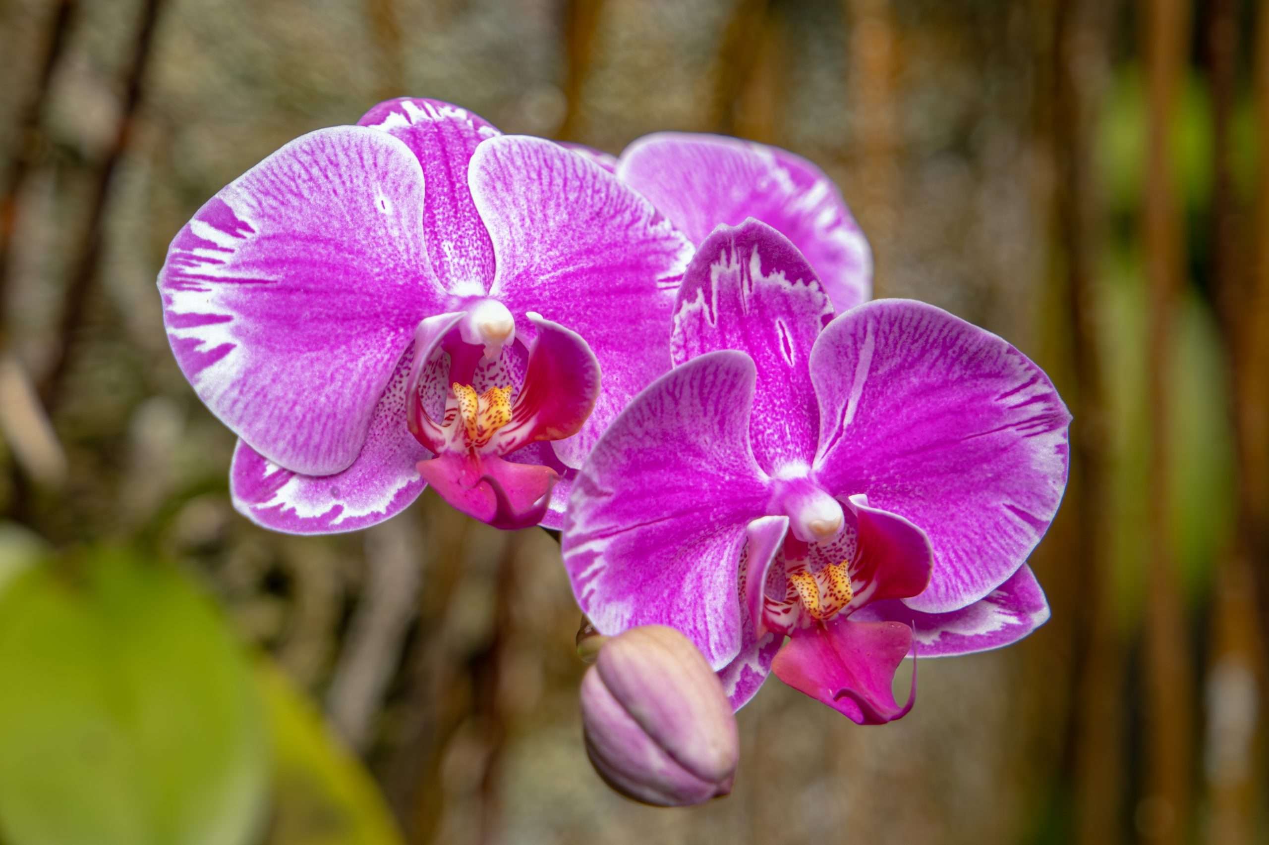 Orchids in bloom at Hawaii Tropical Bioreserve and Gardens.