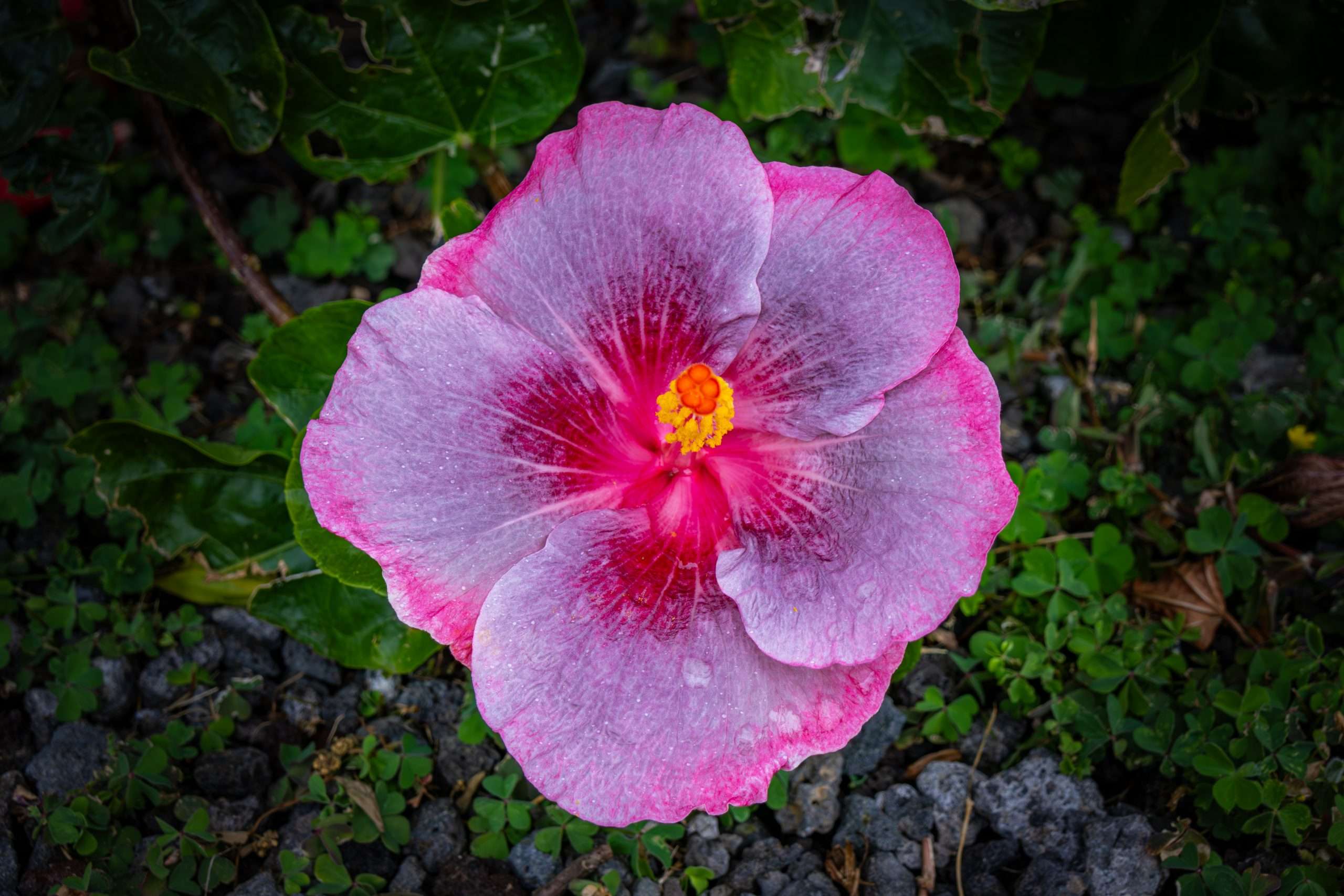 A colorful varietal of Hibiscus.