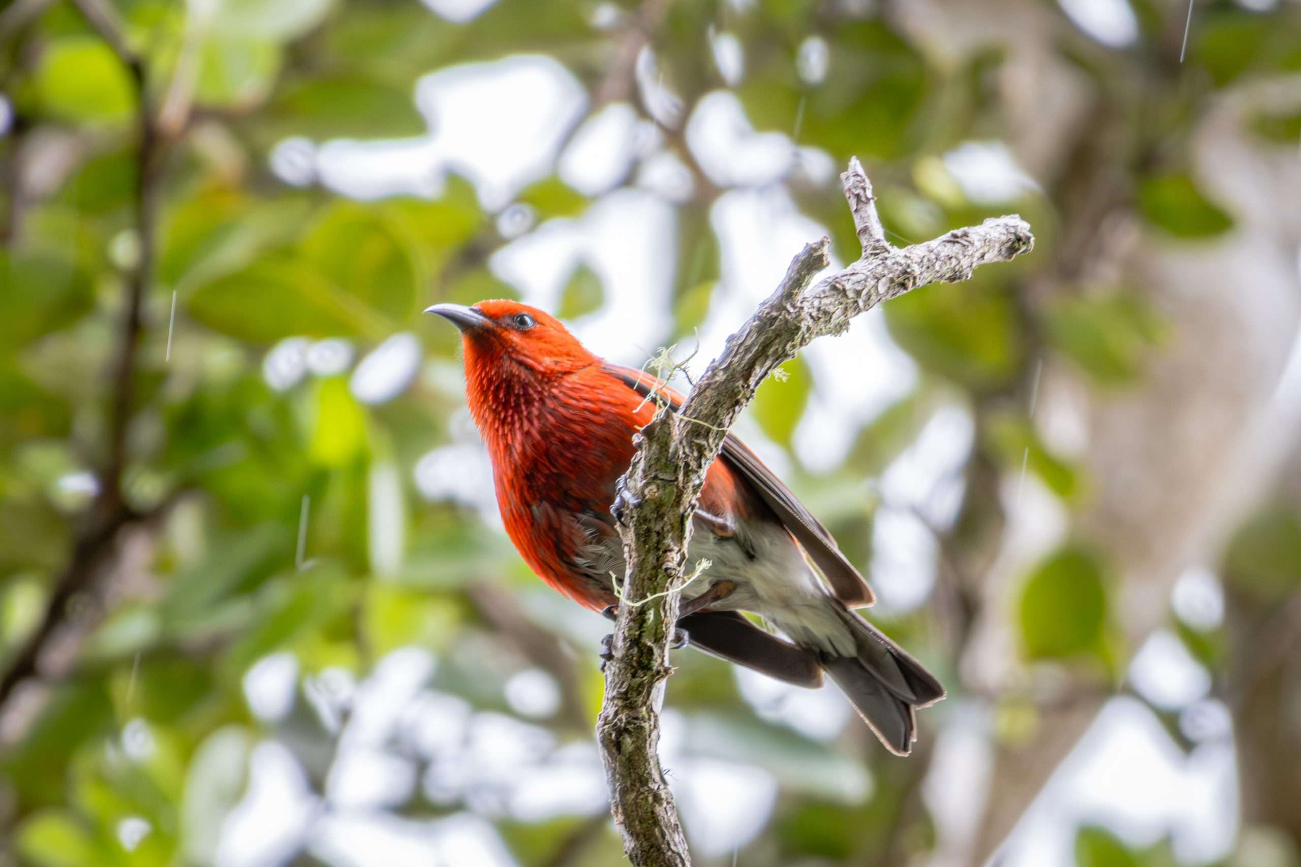 An Apapane perched in an Ohia tree during a private birdwatching tour.