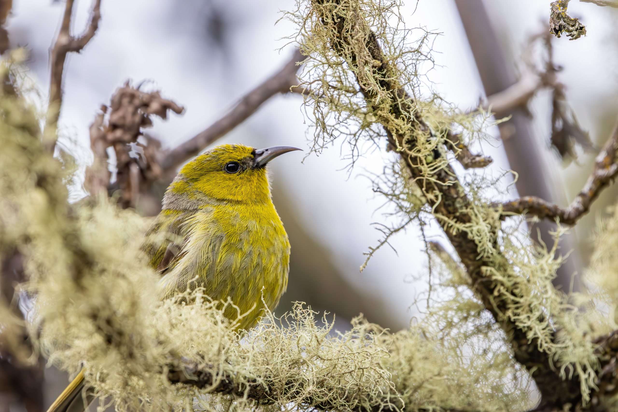 An Amakihi sits elegantly in lichen on a Hawaii birdwatching tour.
