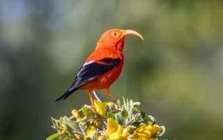 A beautiful I'iwi sits atop a Mamame blossom on a Bird Island birding tour.