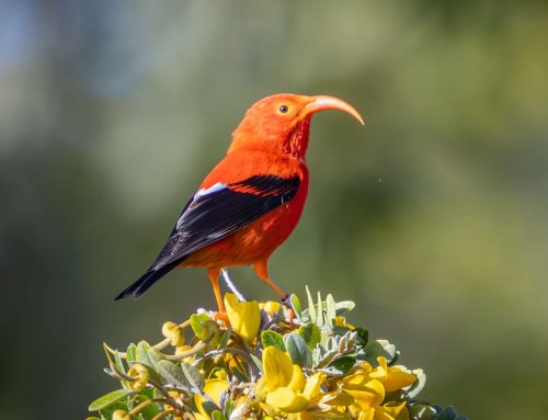 I’iwi Birdwatching on the Big Island: A Guide to Hawaii’s Scarlet Gem