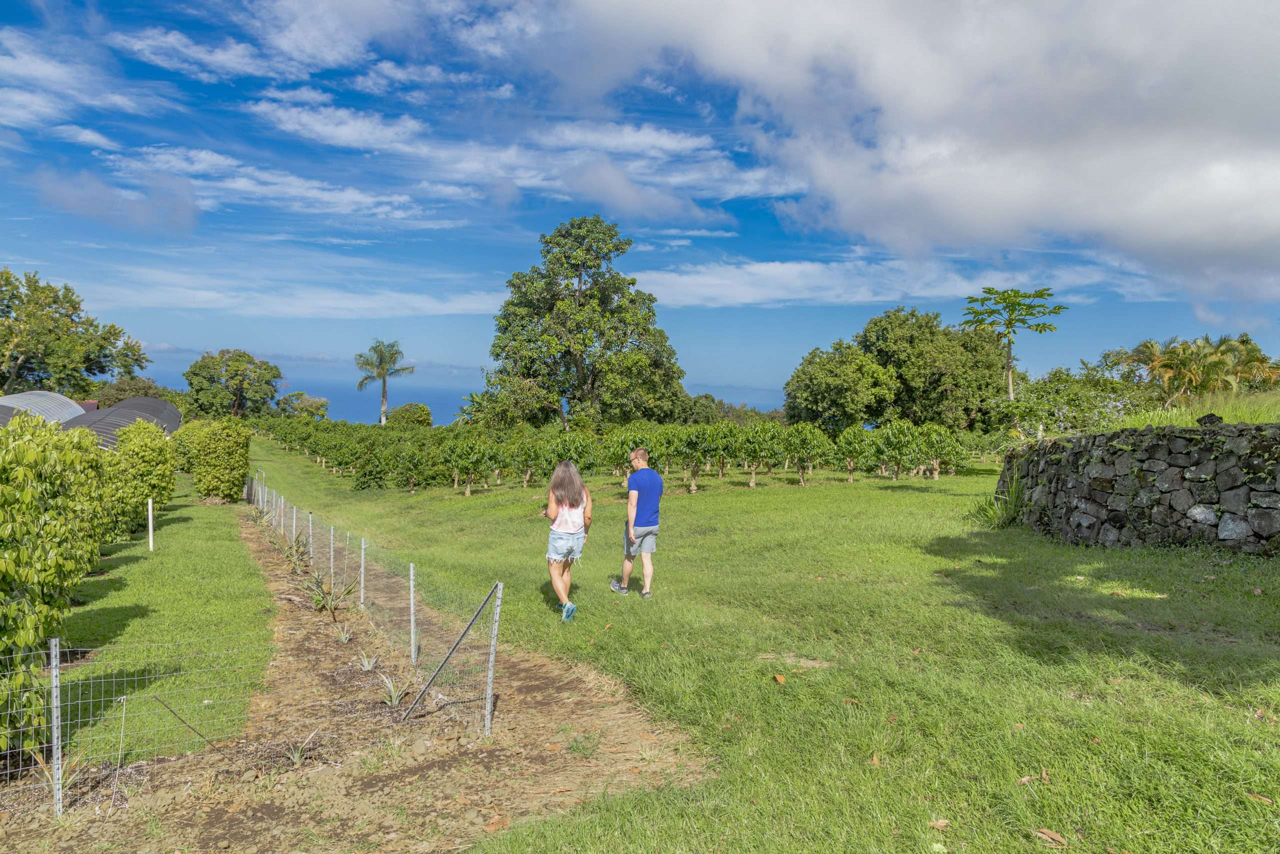 Kona cruise shore excursion tour guests walking through Kona coffee fields at Greenwell Farms.