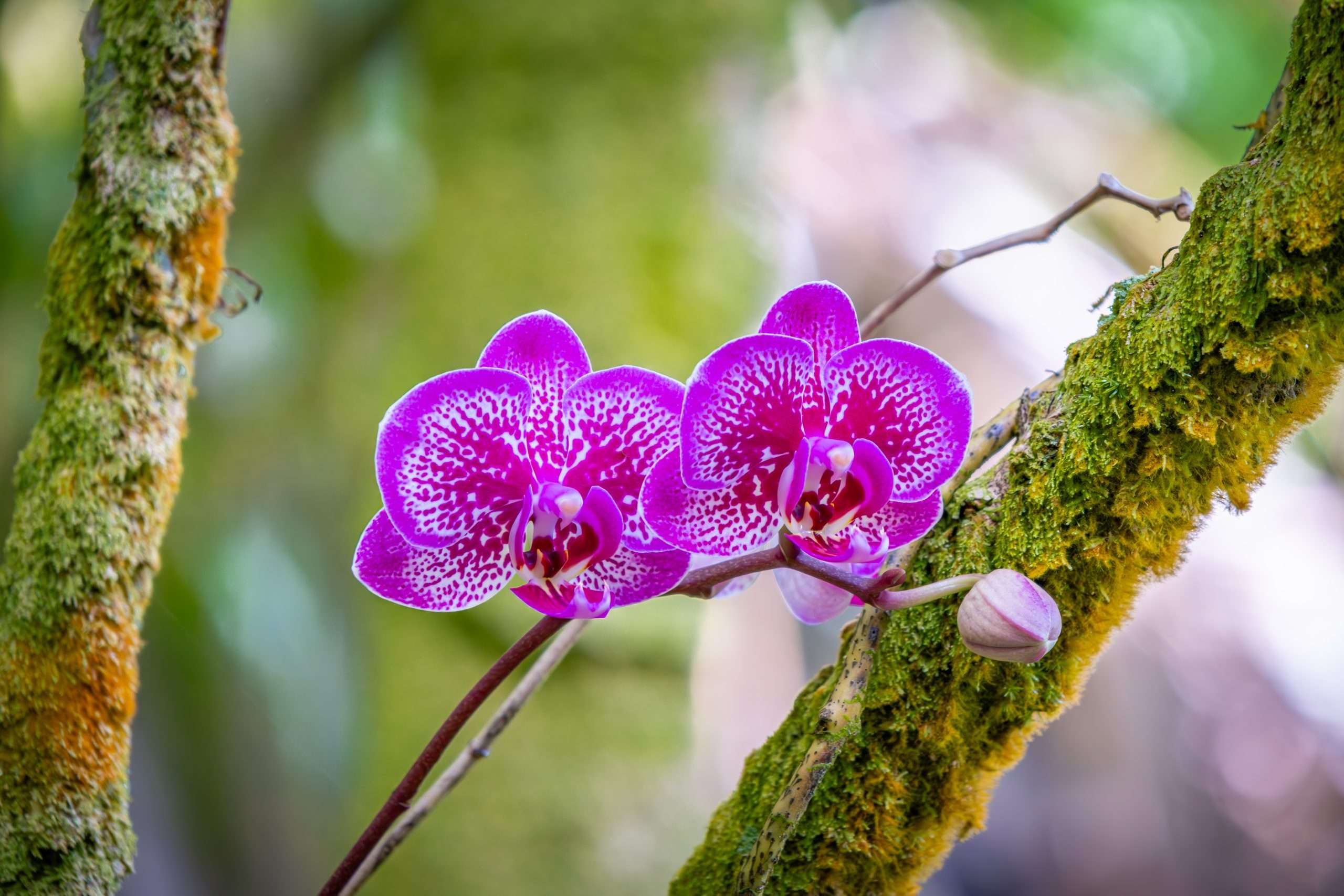 Moth Orchid hybrid found in Hawaii Tropical Bioreserve and Gardens.