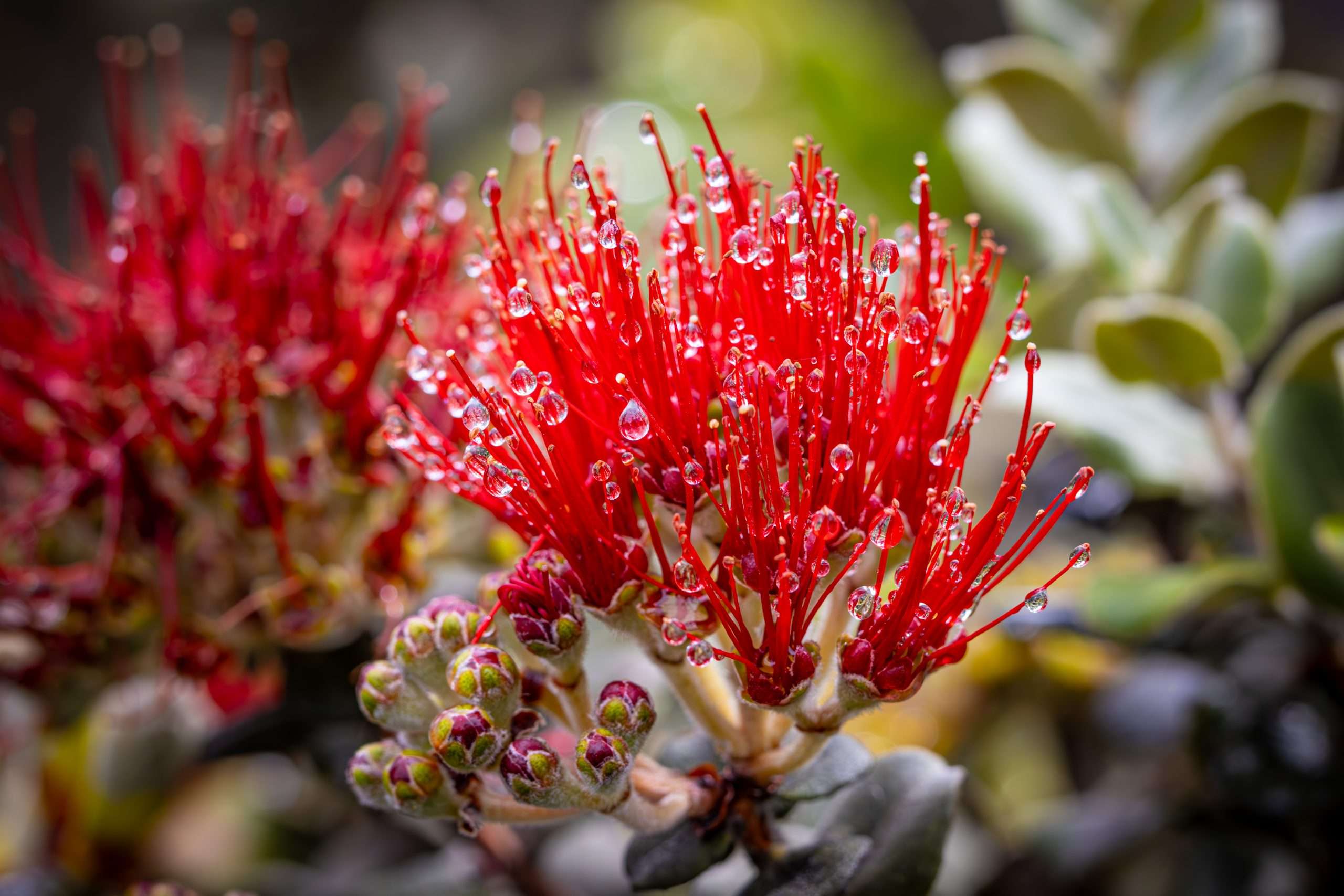 Crimson red blossom with dew droplets of the most common native tree in Hawaii, Ohia Lehua.