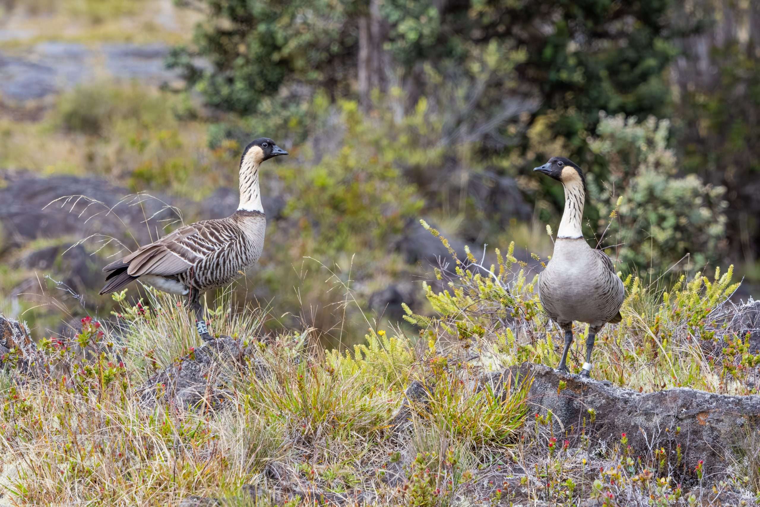 The rarest goose species in the world, the Nene, or Hawaiian goose. Birds of Hawaii.