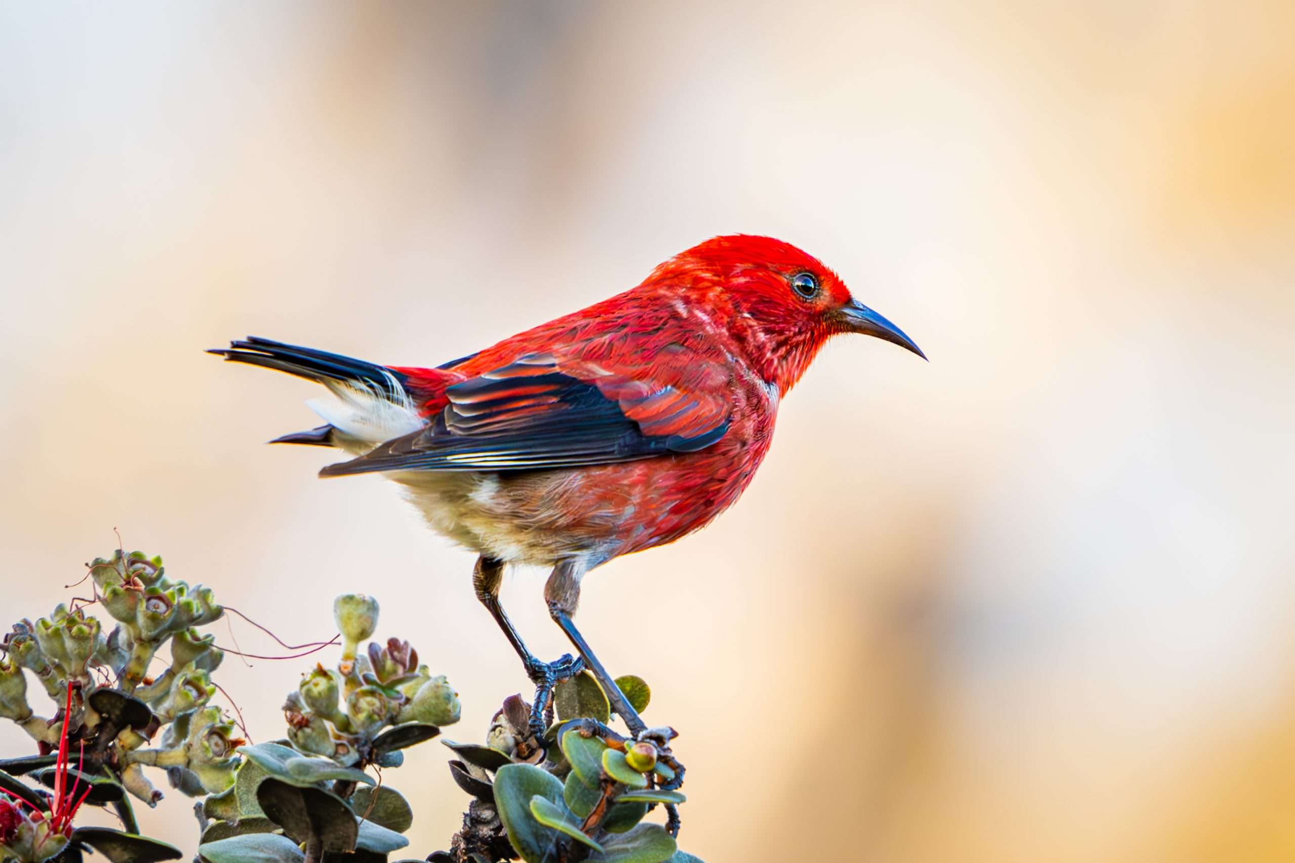 Apapane posing for a photo during a Big Island birdwatching tour.