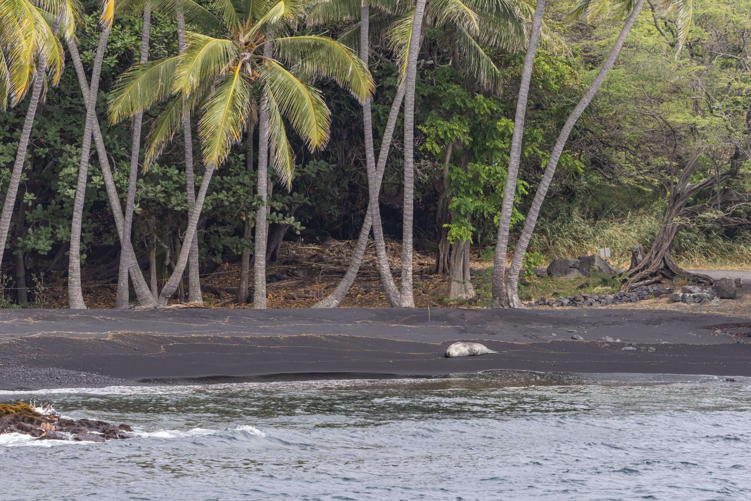 Hawaiian monk seal resting on Punalu'u black sand beach.