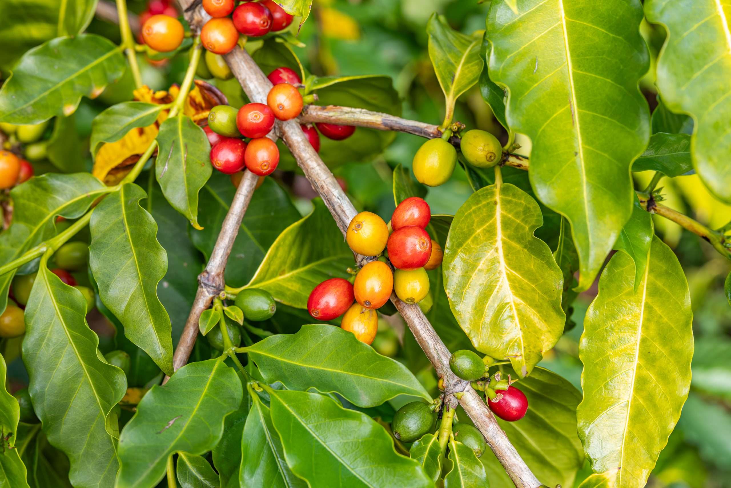 Kona Coffee grown on Big Island, things to do Kona.