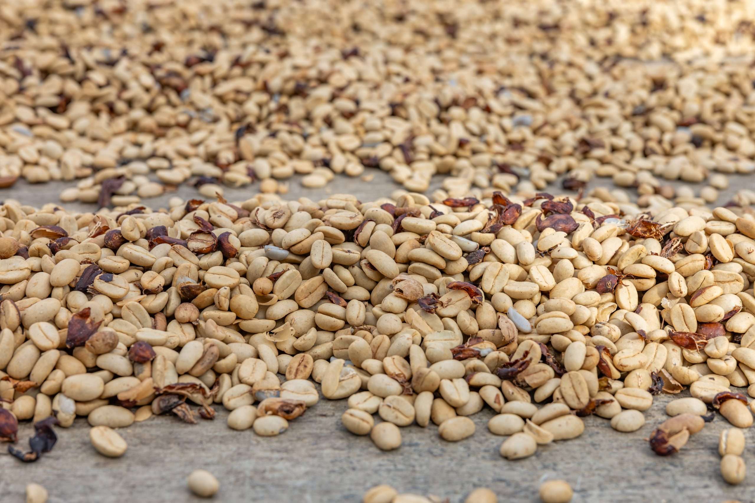 Big Island grand circle tour also stops at a Kona Coffee farm where tour guests can see the process to making 100% Kona Coffee.