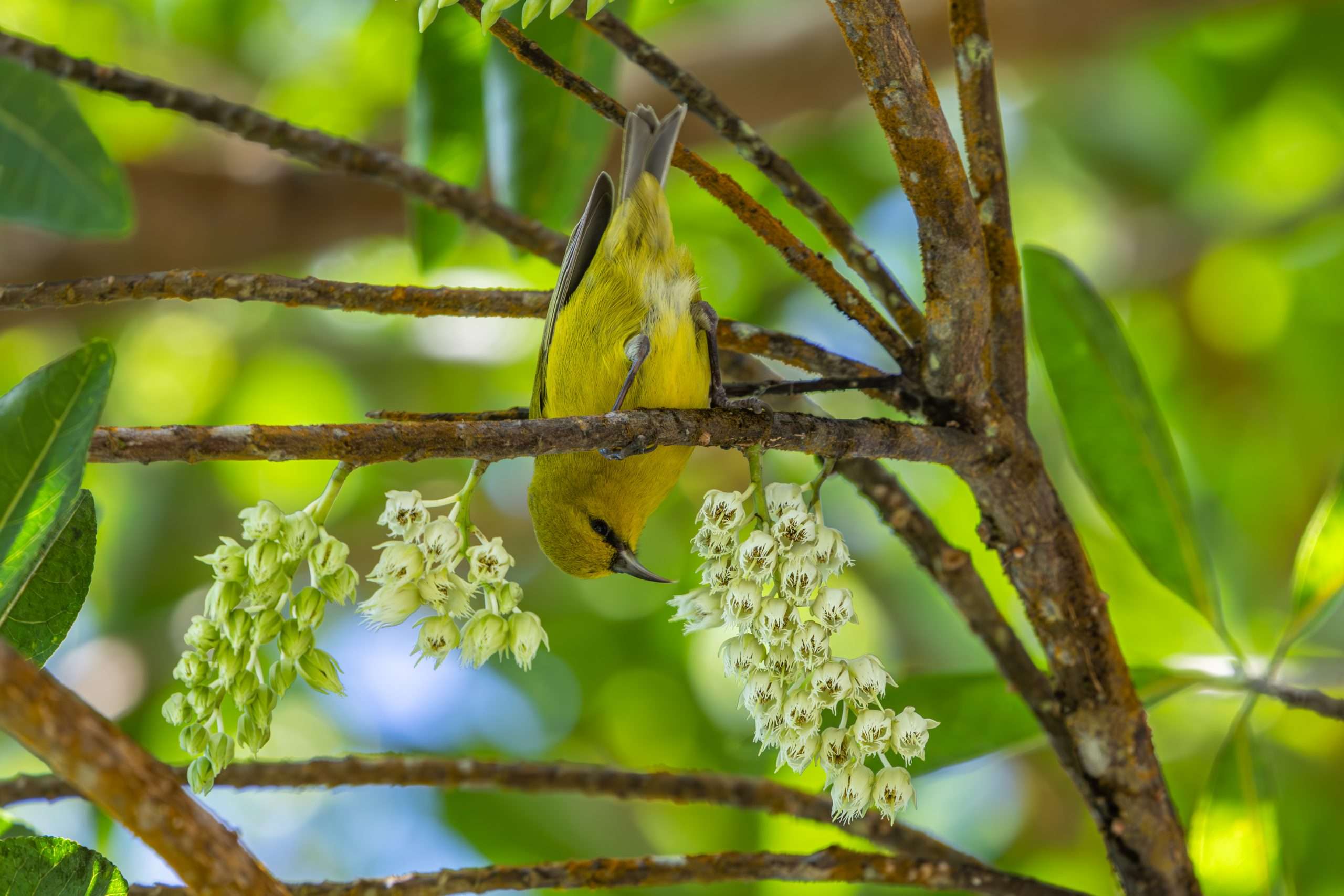 An Amakihi hangs upside down on a Kona birdwatching tour.