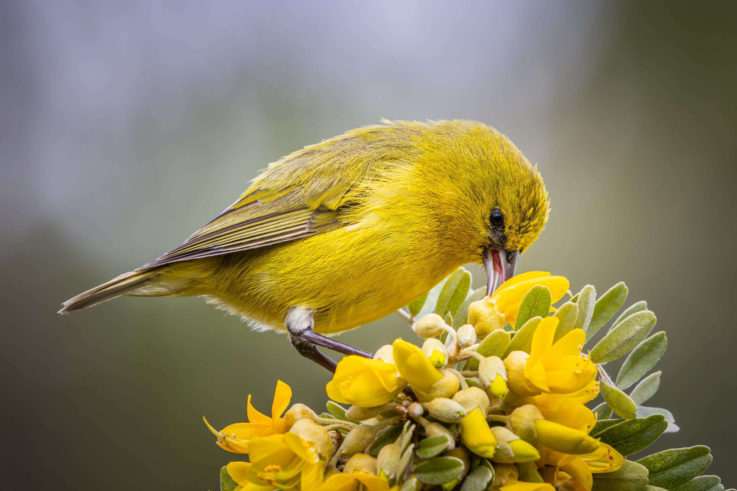 Amakihi feeds on a Mamame blossom on birdwatching tour Kona.
