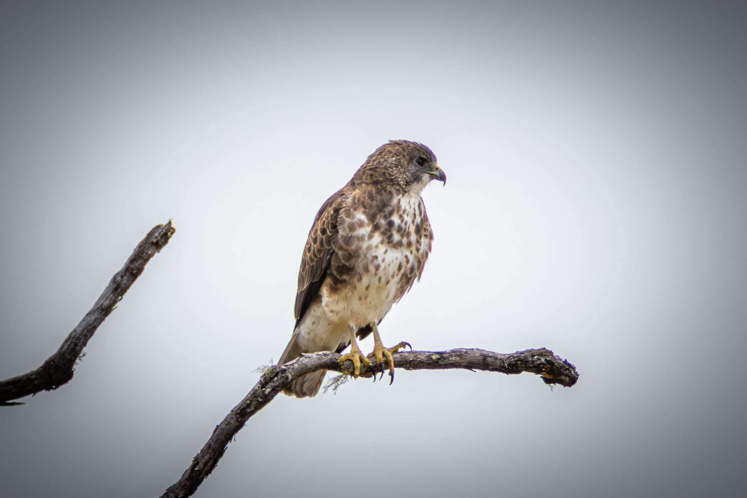 The Hawaiian hawk is only found in one place on Earth, the Big Island, seen during a birdwatching tour.