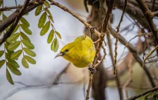 One of the endemic Hawaii birds, the Amakihi, in a Mamame Tree.