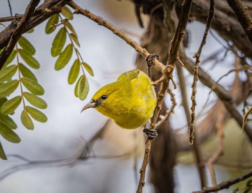 Amakihi Birdwatching Tours: Hawaii’s Top Birding Trip