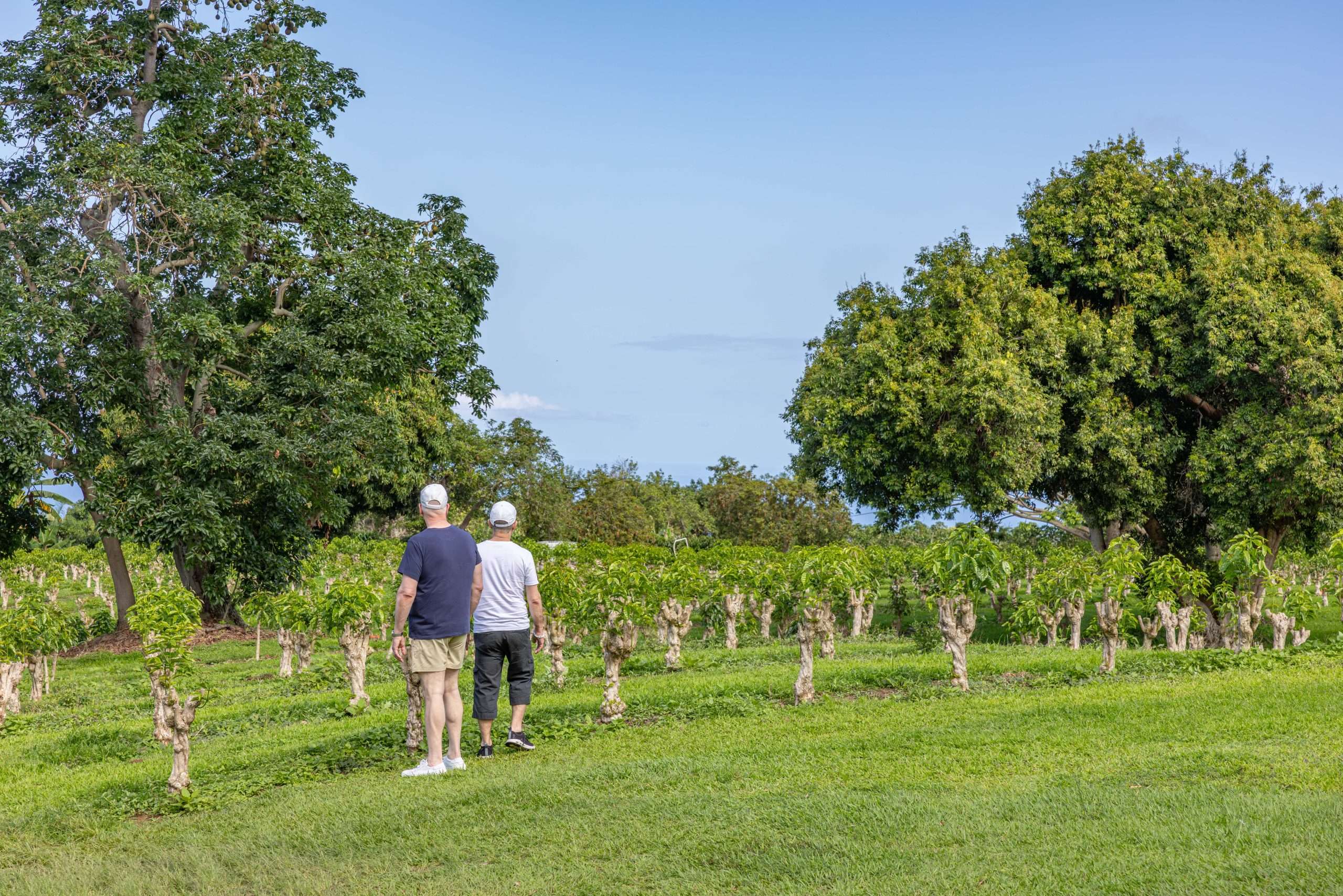 Guests walk through a Kona Coffee Farm on a Big Island in one day tour.