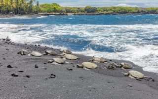 Punaluu Black Sand Beach: Hawaii's Volcanic Gem