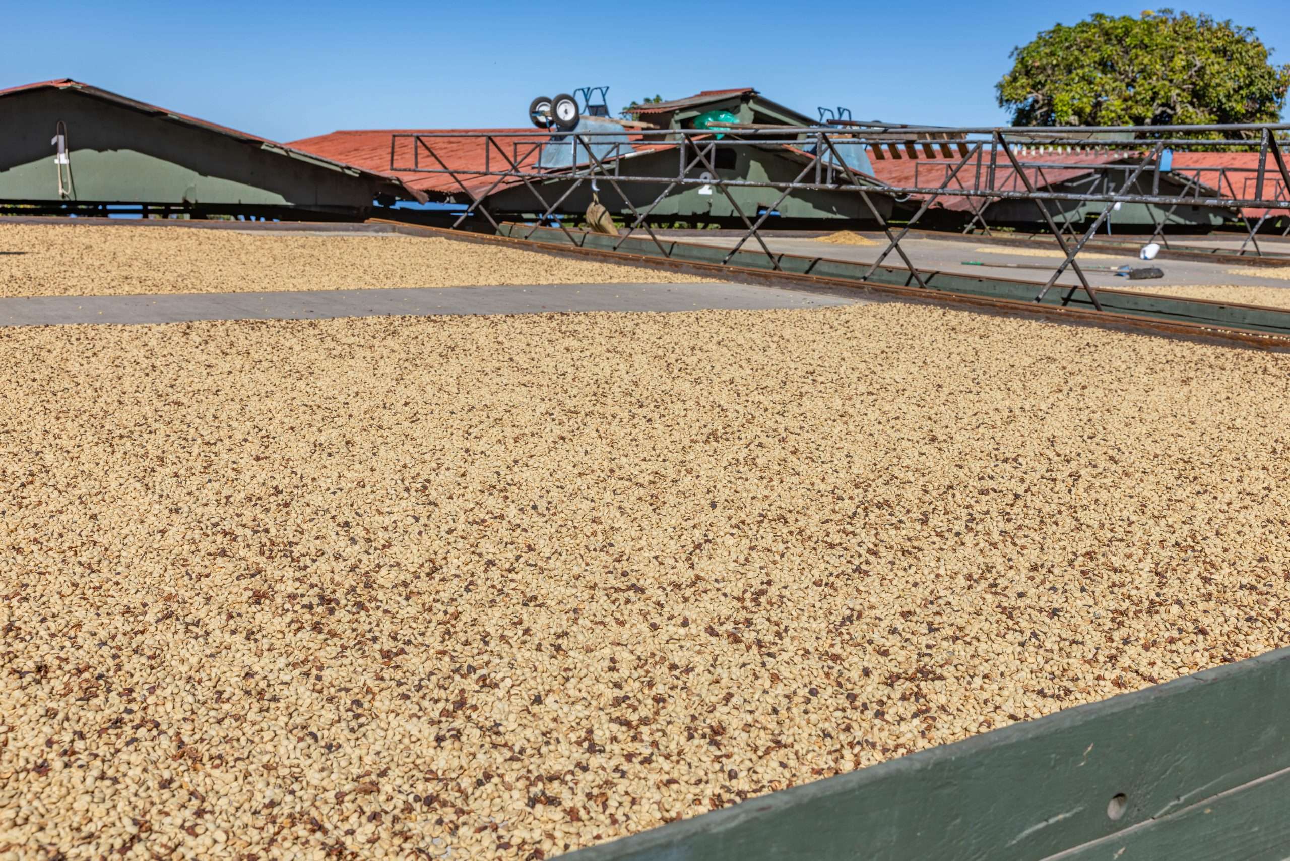 Kona tour guests seeing the 100% Kona coffee sun drying the traditional way.