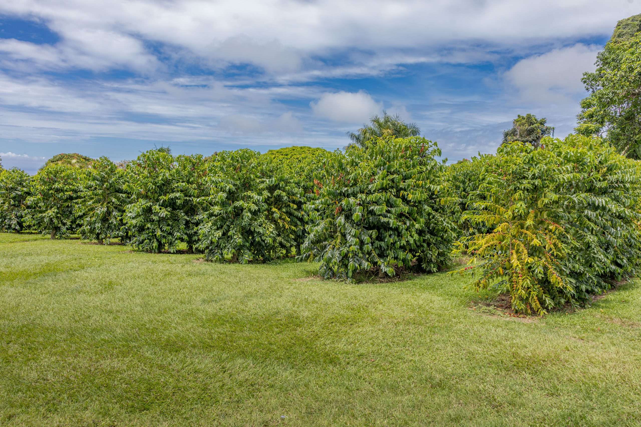 Kona coffee trees grouped into an orchard as observed by Kona tour guests.