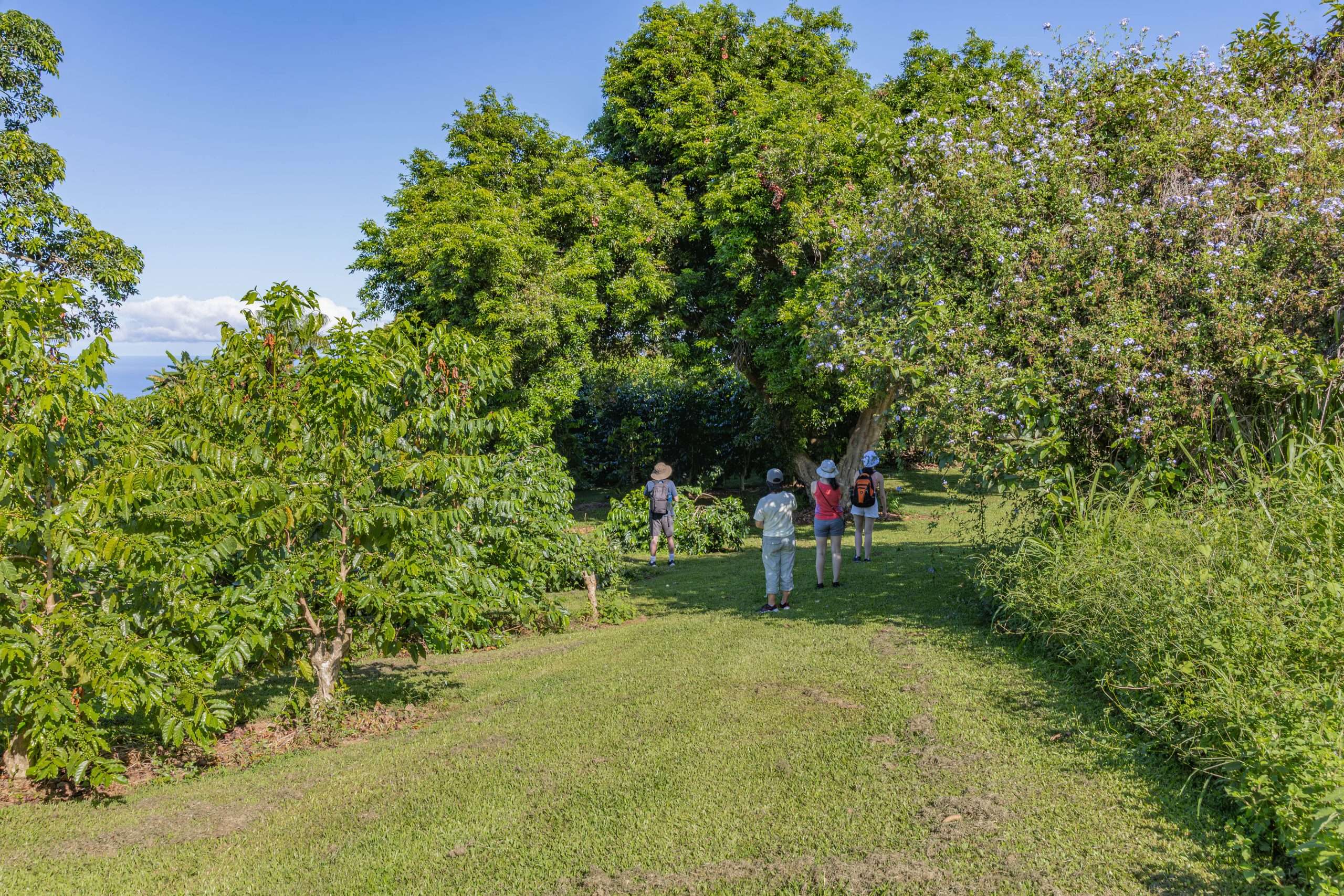 Big Island tour guests looking at other tropical fruits grown at the Kona coffee farm.